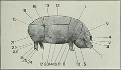 Anglų lietuvių žodynas. Žodis pork loin reiškia kiaulienos nugarinė lietuviškai.