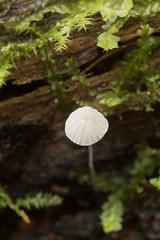 20170418_5443_7D2-100 Tiny white fungi (108/365)