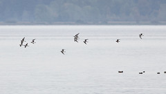 American Golden-Plover and Black-bellied Plovers in flight