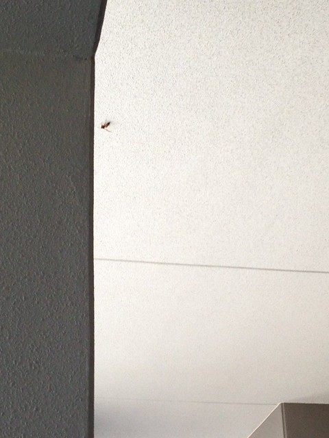 廊下天井にスズメバチ