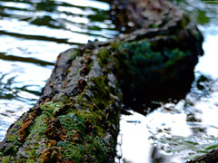 Ecosystem on a Log • <a style="font-size:0.8em;" href="http://www.flickr.com/photos/34843984@N07/15238373010/" target="_blank">View on Flickr</a>