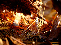 Fiery Orange Leaves nestled in a log • <a style="font-size:0.8em;" href="http://www.flickr.com/photos/34843984@N07/15238594637/" target="_blank">View on Flickr</a>
