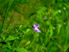 Violet Flower side • <a style="font-size:0.8em;" href="http://www.flickr.com/photos/34843984@N07/15401993996/" target="_blank">View on Flickr</a>
