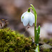 Snowdrop Blossom • <a style="font-size:0.8em;" href="http://www.flickr.com/photos/124671209@N02/33746959751/" target="_blank">View on Flickr</a>