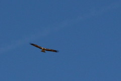 Águila imperial (Aquila heliaca adalberti)