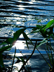 Bright Reflections behind River Leaves • <a style="font-size:0.8em;" href="http://www.flickr.com/photos/34843984@N07/15238290499/" target="_blank">View on Flickr</a>