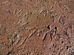 Bird tracks closeup • <a style="font-size:0.8em;" href="http://www.flickr.com/photos/34843984@N07/15236817108/" target="_blank">View on Flickr</a>