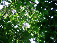 Looking up from Inside the Lilac • <a style="font-size:0.8em;" href="http://www.flickr.com/photos/34843984@N07/15423316065/" target="_blank">View on Flickr</a>