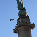 Pigeons v Eagle, Grand Army Plaza • <a style="font-size:0.8em;" href="http://www.flickr.com/photos/124925518@N04/32461646883/" target="_blank">View on Flickr</a>
