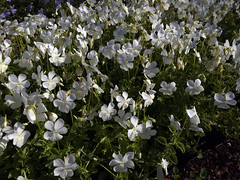 Viola cornuta Alba Group