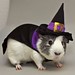 wizard guinea pig • <a style="font-size:0.8em;" href="http://www.flickr.com/photos/127238345@N03/15481101202/" target="_blank">View on Flickr</a>