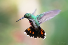 Keeping Her Eye on the Nectar