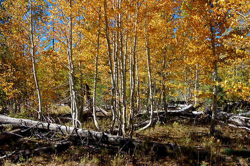flickr:15332336197