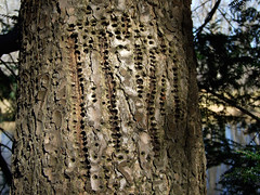 Woodpecker Holes • <a style="font-size:0.8em;" href="http://www.flickr.com/photos/34843984@N07/15238089449/" target="_blank">View on Flickr</a>