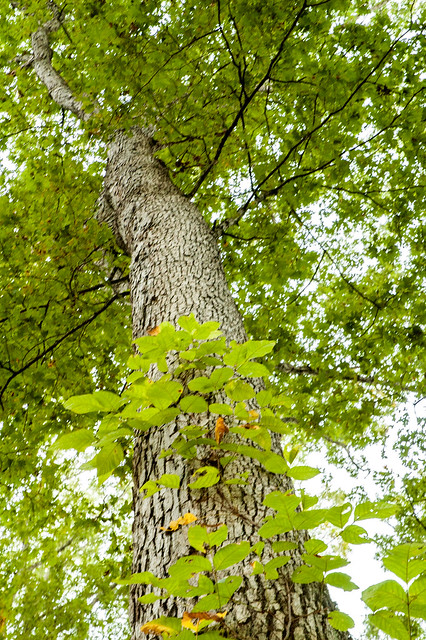 White Oak Nature Preserve - September 20, 2014