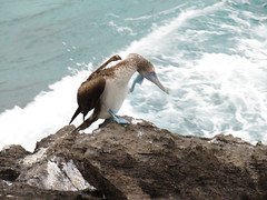 Galapagos - San Cristobal-153