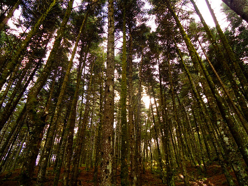 Black Pine (Pinus nigra) Forest in Taygetes Mountain