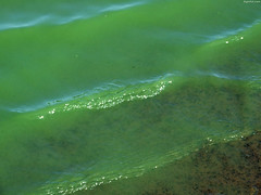 Waves of Algae • <a style="font-size:0.8em;" href="http://www.flickr.com/photos/34843984@N07/15236813408/" target="_blank">View on Flickr</a>