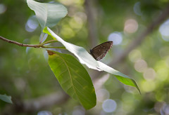 butterfly on leaf, Phnom Tamao Zoo, Cambodia