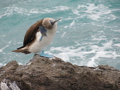 Galapagos - San Cristobal-159