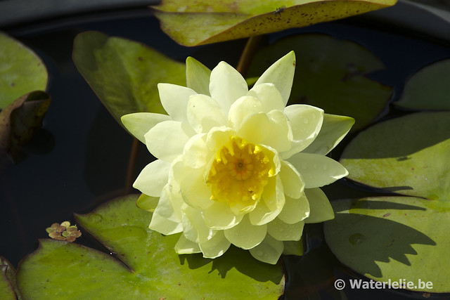 Yellow Sensation