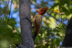 Celeus obrieni/Kaempfer's Woodpecker
