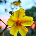 Kapok Flower at Sunset