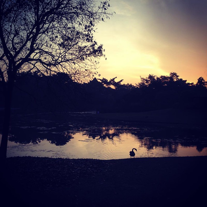 Archive: Swan Lake. A swan wakes at dawn at the Singapore Botanical Gardens. A perfect garden takes generations of tender loving care to protect and preserve. 17042017. #city #architecture #asia #singapore #swan #lake #botanicalgardens #dawn #sunrise #sha<br/>© <a href="https://flickr.com/people/59957088@N08" target="_blank" rel="nofollow">59957088@N08</a> (<a href="https://flickr.com/photo.gne?id=34113290006" target="_blank" rel="nofollow">Flickr</a>)